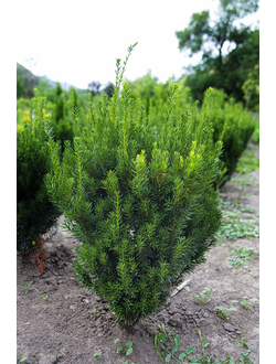 Тис средний Hillii