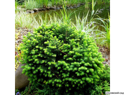 Ель Карел - Karel