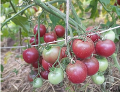 Томат Псамафа (Psamathe)