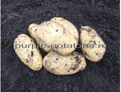 Семенной картофель Сарпо Кифли, Sarpo Kifli