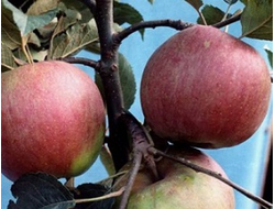 Внучкино (яблоня)