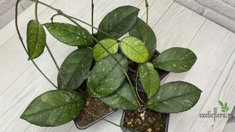 13/12/2024 Hoya Crassipetiolata ‘round leaf’ splash