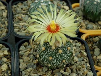 Astrophytum AS SUPER TOKUSHIRO X AS TOP BIG OOIBO (1046) - 10 семян