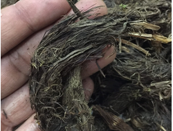 Нард зеленый (Nardostachys jatamansi) 1 г - 100% натуральное эфирное масло