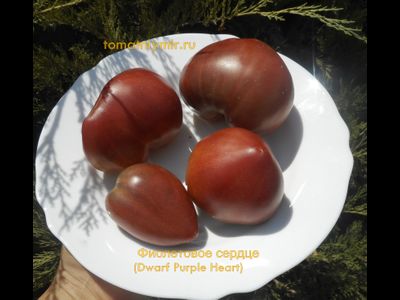 Томат Гном Фиолетовое Сердце (Dwarf Purple Heart )