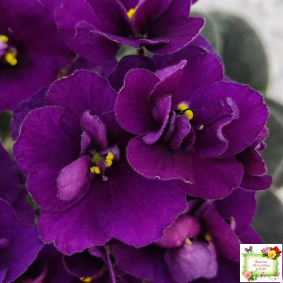 Jolly Prince (H.Pittman), #10462 (11/21/2011), DAVS 1731, TX Hyb