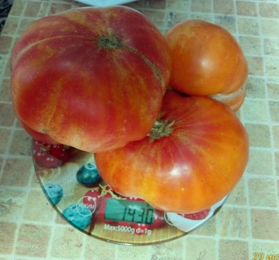 Томат Золотая медаль (Gold Medal)