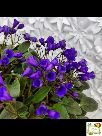 Vallarta Campanas Moradas (G.Beck) трейлер