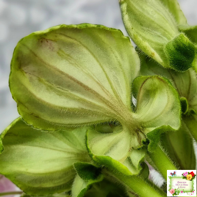 LV-Мариночка (Л. Шевелева) 2023 г. (клакамас бастл-листва с кроновой пестролистностью)