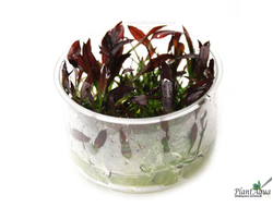 Эхинодорус афлейм (меристемный) АЗИЯ