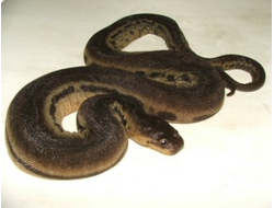 Бородавчатая змея, или змея - "слоновый хобот"  (Acrochordus javanicus)