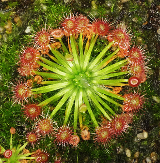 Геммы Drosera Pygmaea