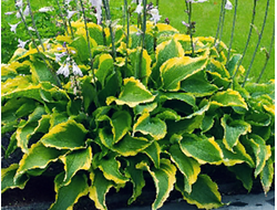 Хоста Atlantis, C2