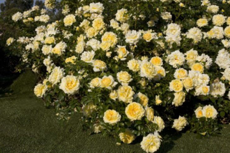 Надя Мейяндекор