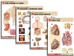 Комплект таблиц по биологии дем. "Человек и его здоровье 1" (20 табл., формат А1, лам.)
