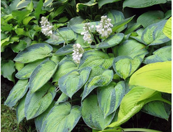 Хоста Bright Lights, C2