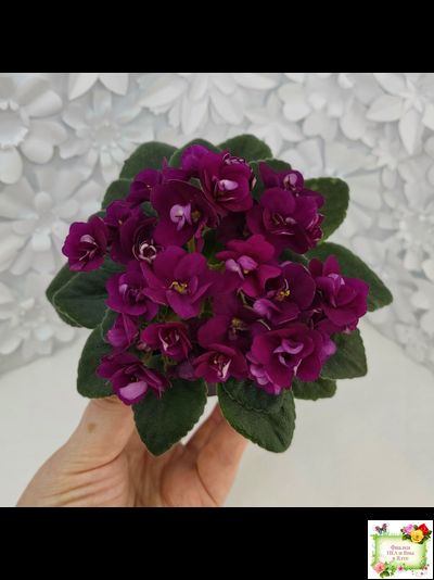 Precious Red (H. Pittman) (9724) 01/15/2007