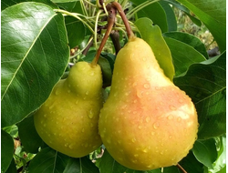 Лада (груша), 1-2года, ЗКС