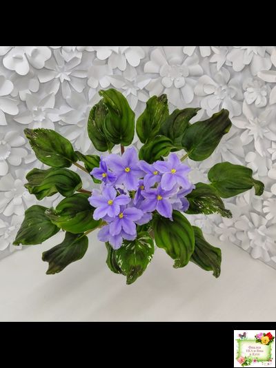 LV-Небо в Кармашке (Л. Шевелева) трейлер (пестролистный клакамас) сеянец