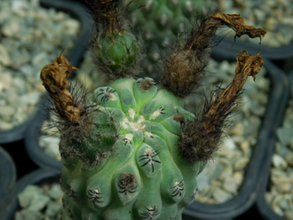 Neochilenia napina JN 1277 - 10 семян