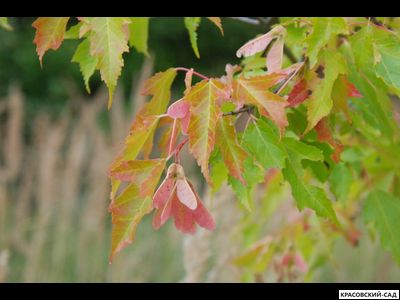 Клён Гиннала - Ginnala