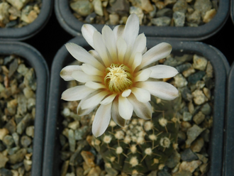 Gymnocalycium ragonesii (D=12-15 мм)