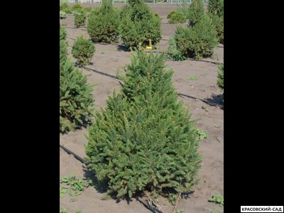 Ель обыкновенная Купрессина - Cupressina
