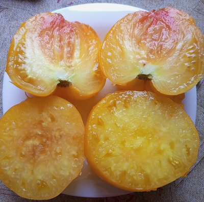 Томат Золото Алтая