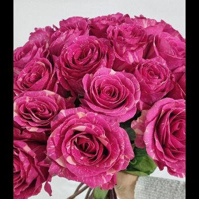 Роза Эквадор 60 см 25 шт