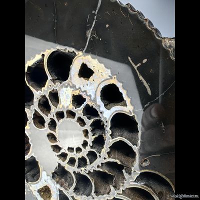 Аммонит, пирит, кальцит, полированный срез. С подставкой. Россия. 215*215*25мм