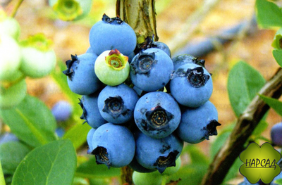 Нортланд (низкорослый, декоративный вид куста)