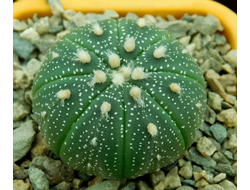 Astrophytum asterias  (D=35-40 мм)