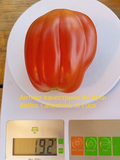 Томат Антико Канестрино из Лукки (Antico Canestrino di Lucca), Италия
