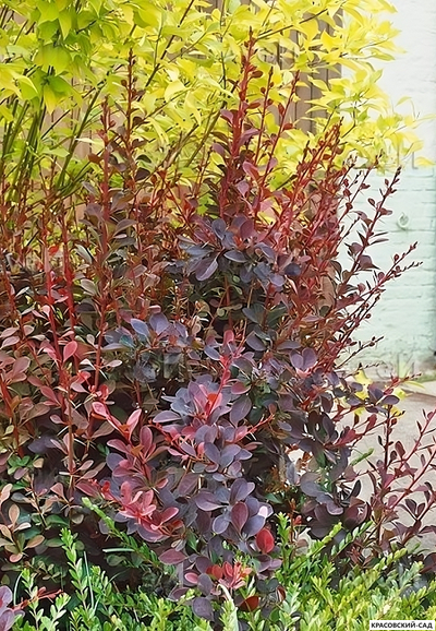 Барбарис Суперба - Superba