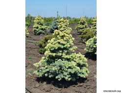 Ель Фрюлинсголд - Frühlingsgold