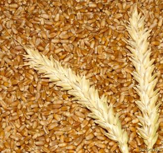 Зерно Яровой пшеницы, 1 кг