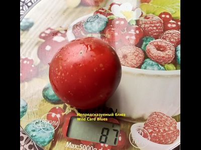 Томат Непредсказуемый блюз (Wild Card Blues) США