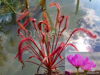 Drosera "Capensis Red Leaf"