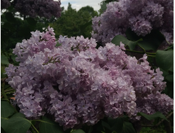 Андрюша Громов