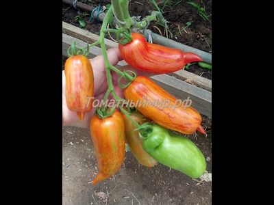 Томат Банан пестрый