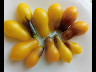 Томат черри Индиго кумкват грушевидный, (Indigo Kumquat pear)