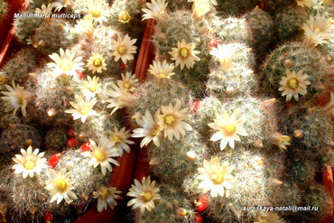 Mammillaria multiceps