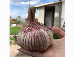 ЧЕСНОК "ШАДЕЙКА"