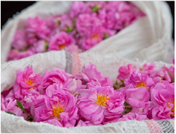 Роза крымская (Rosa gallica) абсолю, Крым (1 г)