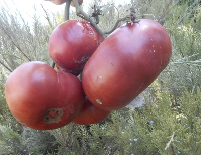 Томат Черный Крым (Black Krim)