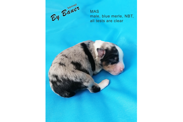 Мальчик с СИНИМ ошейничком, окрас черный триколор, НБТ, возраст 3 дня