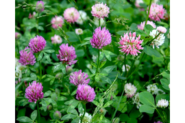 клевер розовый