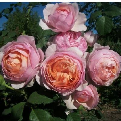 Питер Пауль Рубенс (Peter Paul Rubens)