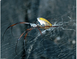 Мадагаскарский паук (Nephila madagascariensis)