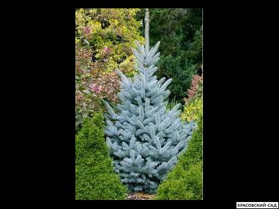 Ель Глаука - Glauca